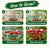 Red Aquarium Lotus Bulbs (Pack Of 8) 100gm Soil Free