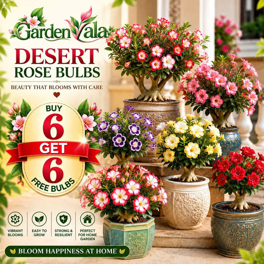 DESERT ROSE BULBS Buy  6 Get 6 Free Bulbs