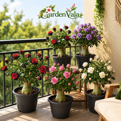 DESERT ROSE BULBS Buy  6 Get 6 Free Bulbs