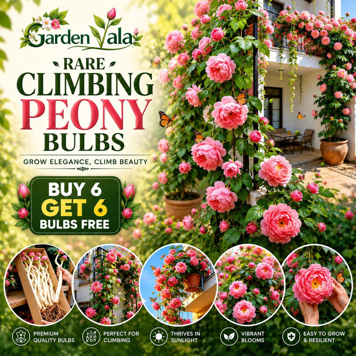 Rare Climbing Peony Buy 6 Get 6 Free Bulbs