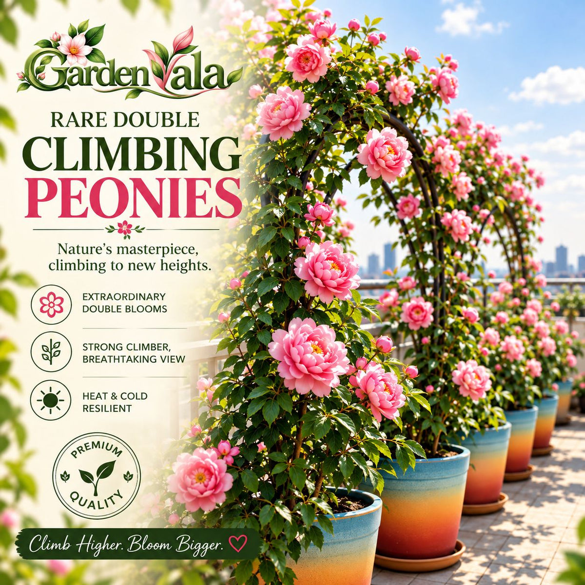 Rare Climbing Peony Buy 6 Get 6 Free Bulbs