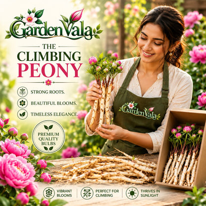Rare Climbing Peony Buy 6 Get 6 Free Bulbs