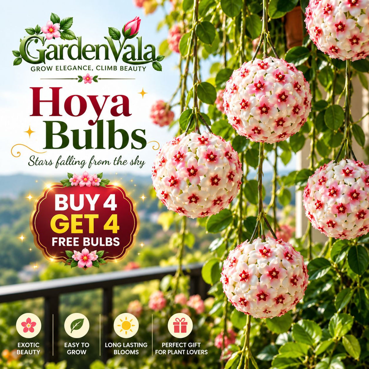 Hoya Bulbs- Stars falling from the sky  Buy 4 Get 4 Free Bulbs
