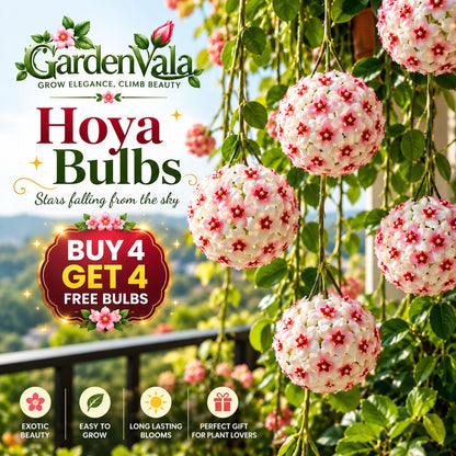 Hoya Bulbs- Stars falling from the sky  Buy 4 Get 4 Free Bulbs