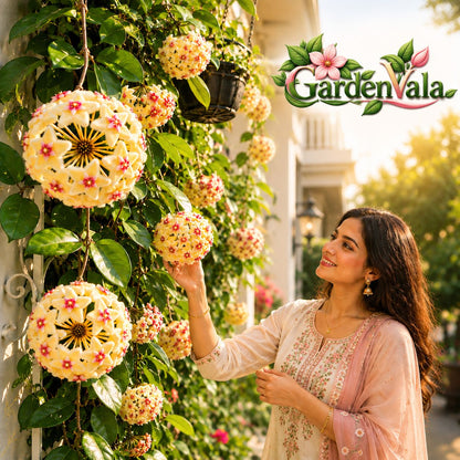 Hoya Bulbs- Stars falling from the sky  Buy 4 Get 4 Free Bulbs
