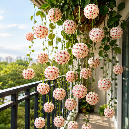 Hoya Bulbs- Stars falling from the sky  Buy 4 Get 4 Free Bulbs
