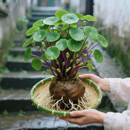 Red rattan  Stephania Erecta Bulbs: The strongest houseplant for lazy  people