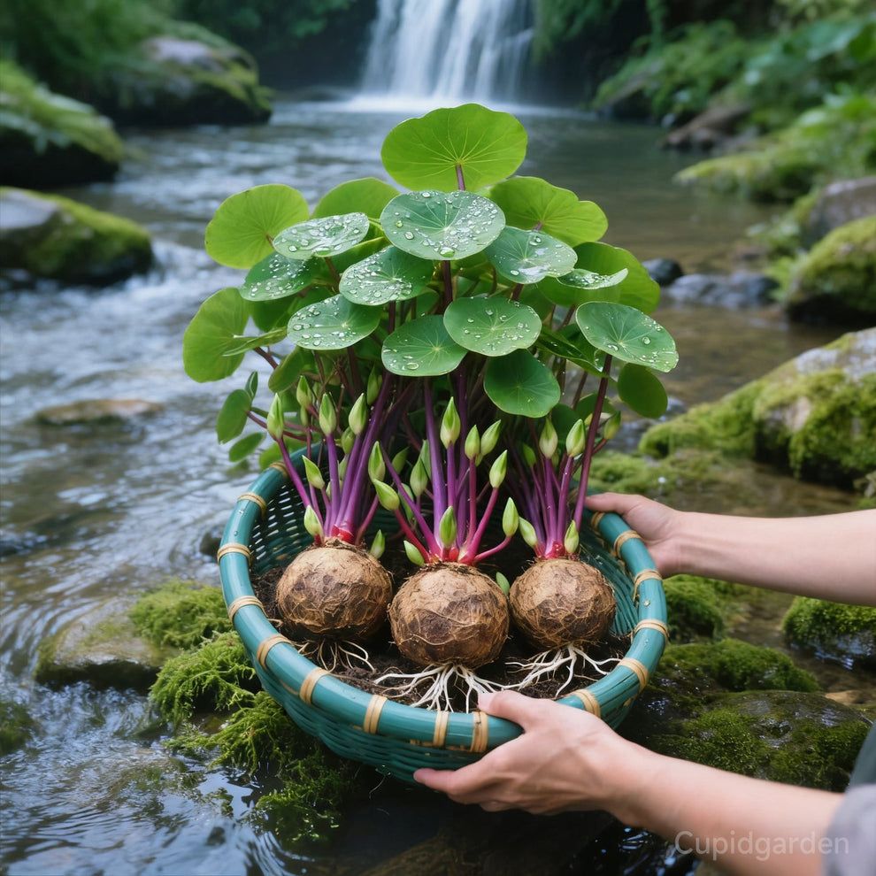 Red rattan  Stephania Erecta Bulbs: The strongest houseplant for lazy  people