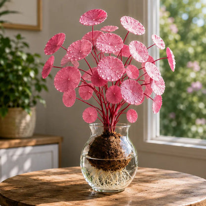 Red rattan  Stephania Erecta Bulbs: The strongest houseplant for lazy  people
