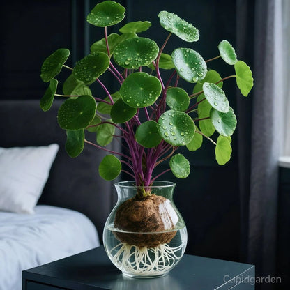 Red rattan  Stephania Erecta Bulbs: The strongest houseplant for lazy  people